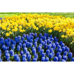 Blue–flowered hyacinth and jonquil – 40 piece set