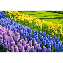 Jonquil, lavender–flowered hyacinth and blue hyacinth – 28 piece set