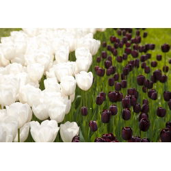 Hvit og mørk crimson tulipan - 30 stk sett - 