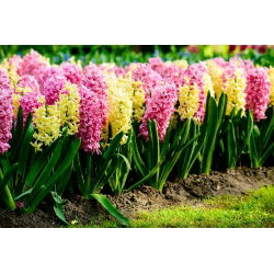 Bicolour hiacintas - 24 vnt - 