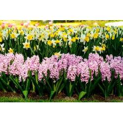 White daffodil and pink hyacinth – 29 pcs