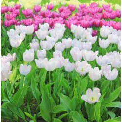 Hvit og rosa tulipan sett - 30 stk - 