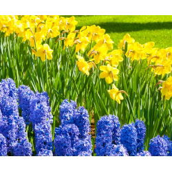 Jonquil and blue hyacinth set – 29 pcs