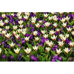 Ungu crocus dan set krim-putih - set 50 set - 