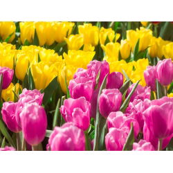 Set tulip bunga merah jambu dan kuning - 50 pcs - 