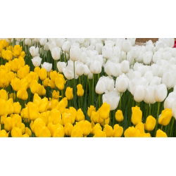 Bílá a žlutá sada tulipánů - 50 ks - 