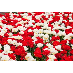 Tulip tulip berbunga putih dan merah - 50 pcs - 