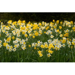 Set de narcisos amarillos y blancos - 50 piezas - 