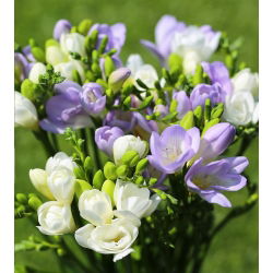 Freesia putih berbunga tunggal dan biru - 60 pcs - 