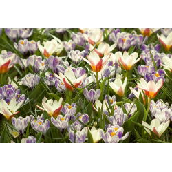 Bicolour plant set – creamy–white and red tulip and purple–white crocus – 60 pcs