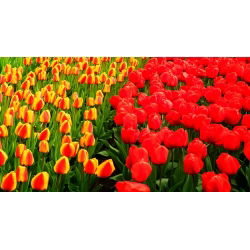 Tulip ditetapkan - merah dan aprikot dengan kelebihan kuning - 50 pcs - 