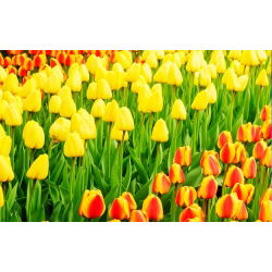 Tulip set – yellow and apricot with yellow edge – 50 pcs