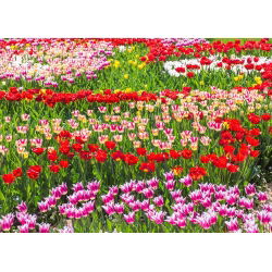Tulip set – red, white–pink and lily–flowered pink–white – 45 pcs