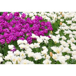 Set tulipano a fiore doppio - viola e bianco - 50 pezzi - 