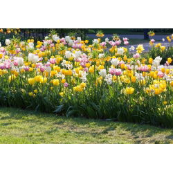 Tulipán és nárcisz szett - fehér, sárga, rózsaszín-fehér tulipán és fehér nárcisz - 60 db.