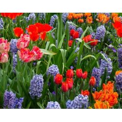 Neobvyklé tulipány a modrý hroznový hyacint - 29 ks - 