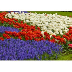 Tulip oren tulen, tulip putih dan gelas anggur biru - 50 pcs - 