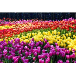 Set kuning, kuning dan oren tulip - 45 pcs - 
