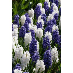 Mėlyna-balta hiacintas - 24 vnt - 