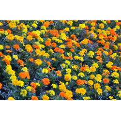 Marigold Perancis - kuning + oren, satu set benih dua jenis - 
