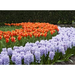 Tulip oren dan set hyacinth biru - 29 pcs - 