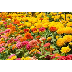 Dahlia-flower zinnia + marigold Perancis - satu set biji dua spesies -  - benih