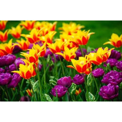 Double–flowered and lily–flowered tulip set – 40 pcs