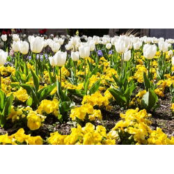 Hvit tulipan og gul storblomstret pansy - løk og frø sett