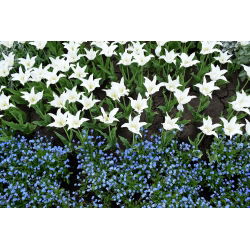 Lelie-vormige witte tulp en blauwe alpiene vergeet-mij-nietje - bol en zadenreeks - 