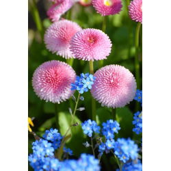 Pink daisy + forget-me-not - frø af 2 arter - 