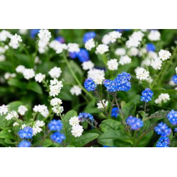 Alpine lupa-saya-tidak - biru dan putih, satu set biji dua jenis -  - benih