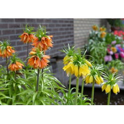 Tweekleurige kroon keizerset - oranje en geel - 6 st - 
