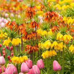 Oranžová a žltá korunová cisárska + ružová tulipán - 21 ks - 