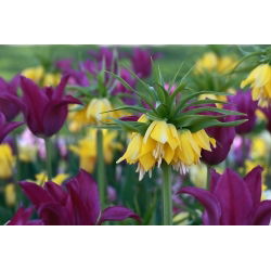 Gele kroon keizerlijke en paarse tulp - 18 delige set - 