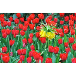 Gele kroon keizerlijke en rode tulpenset - 18 st - 