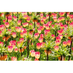 Oranje kroon keizerlijke en roomroze tulpen set - 18 st - 