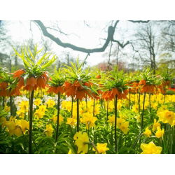 Oranje kroon keizerlijke en Jonquille set - 18 st - 