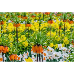 Oranje kroon keizerlijke en narcis selectie set - 18 st - 
