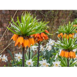 Oranje kroon imperiale en witte narcis - 18 st - 
