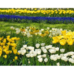 Hoàng vương vàng với hoa tulip trắng và vàng - bộ 12 chiếc - 