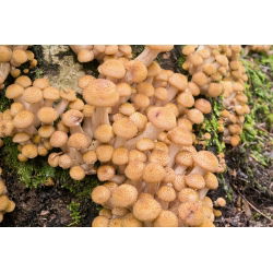 Sada GIANT XXL - 13 druhov húb - zátky na mycelium - 