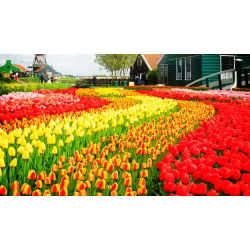 Tulip ditetapkan - merah, kuning dan aprikot dengan kelebihan kuning - 45 pcs - 