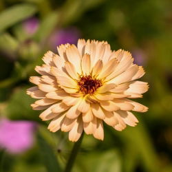 Семена от розови невен Розови изненади - Calendula officinalis - 120 семена