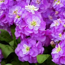Cổ phiếu Hoary "Varsovia Hala" - đỏ thẫm; hoa gilly - Matthiola incana annua - hạt