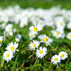 Margareeta - valge - 1200 seemned - Bellis perennis