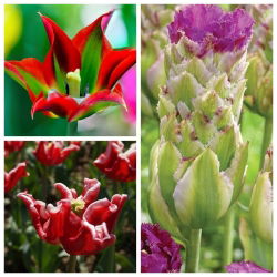 Set tulip paling asli - 6 jenis - 30 buah - 