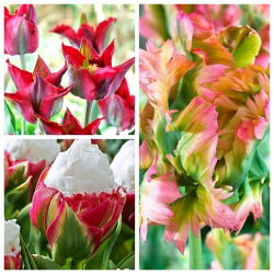 Set tulip paling asli - 6 jenis - 30 buah - 