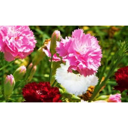 Craveiro - Chabaud - mix - 250 sementes - Dianthus caryophyllus Chabaud
