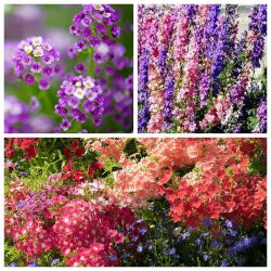 Mezcla de flores (Alyssum maritinum, Phlox drummondii, Delphinium ajacis) - Jive - CINTA DE SEMILLAS