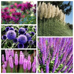 Prairie gardens - set 2 - seeds of 5 plants' species
